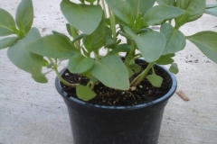 20200417_074008-rotated