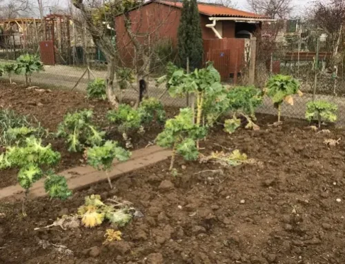 Aux jardins familiaux de Colmar “cultiver ses légumes, c’est une sacrée économie”